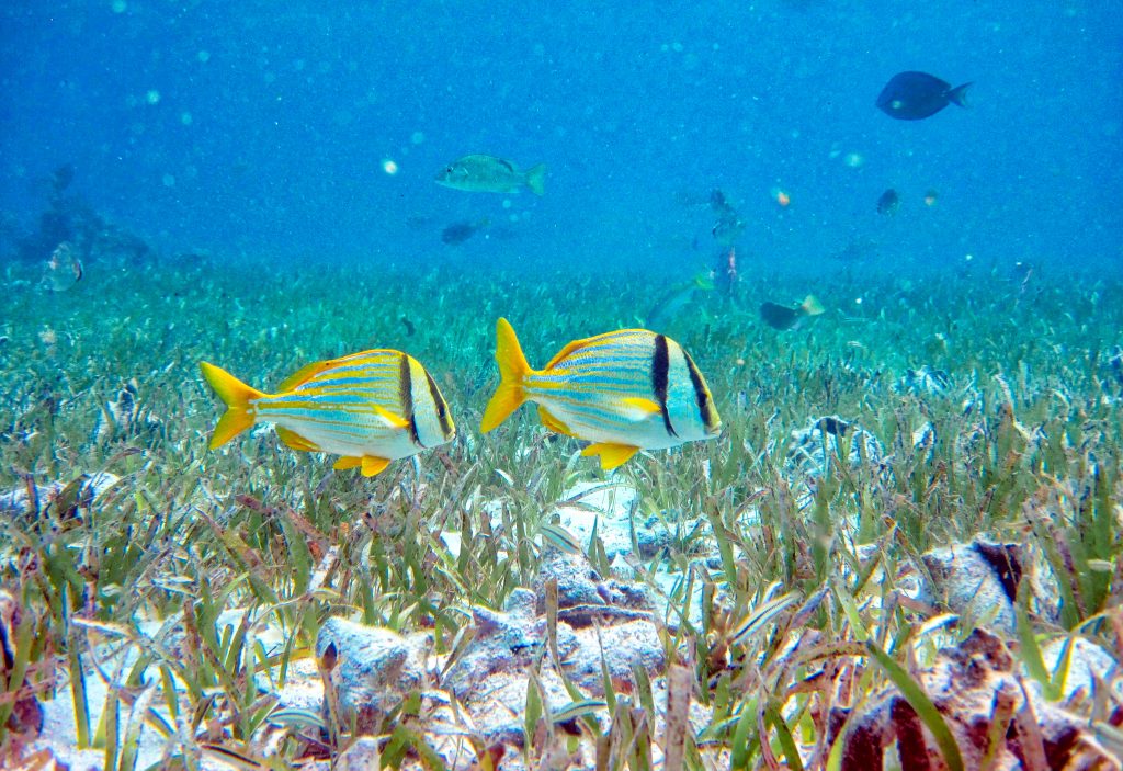 Swimming with sea animals in Hol Chan Marine Reserve, Belize