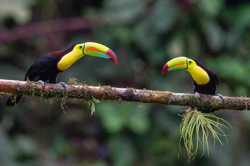 Keel-billed Toucan – Ramphastos sulfuratus, large colorful toucan from Belize forest with very colored beak.