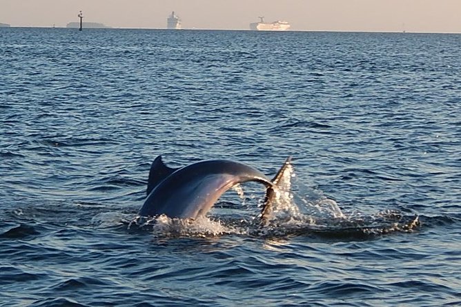Dolphin Spotting