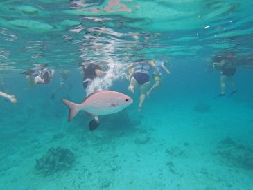 Cruise Shore Excursions - Carnival Grand Turk Snorkel and Stingray Adventure Shore Excursion Review