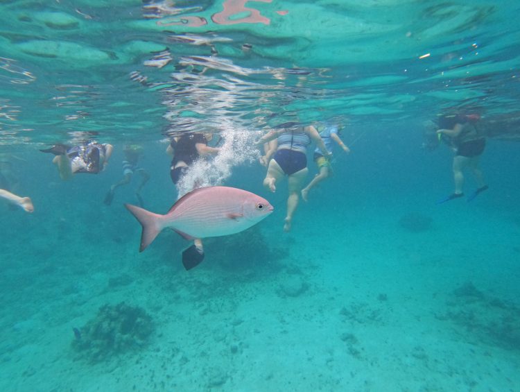 Cruise Shore Excursions - Carnival Grand Turk Snorkel and Stingray Adventure Shore Excursion Review