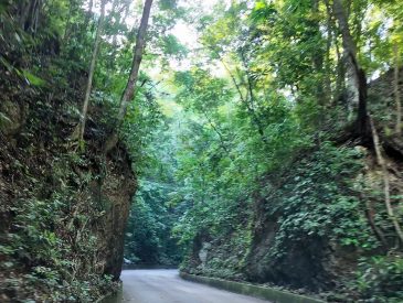 Fern Gully Ocho Rios Jamaica | Scenic Drive Through the Rainforest | Cruise Excursion Highlight